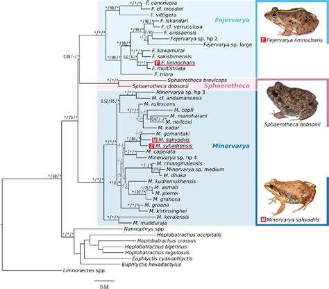 Frog Classification Kpcofgs Chart