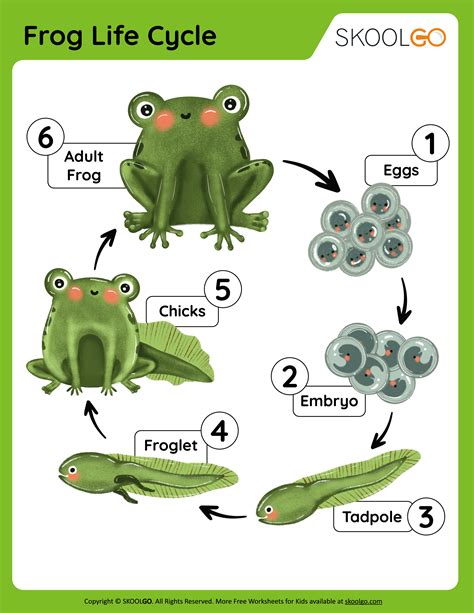 Frog Life Cycle For Kids Printable Cut Out