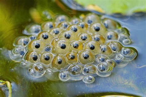 Frog eggs in water