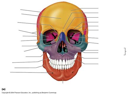 Frontal View Of Skull Labeled And Unlabeled Printable