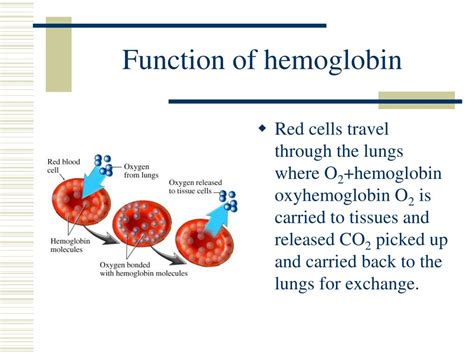 Fungsi Utama Hemoglobin