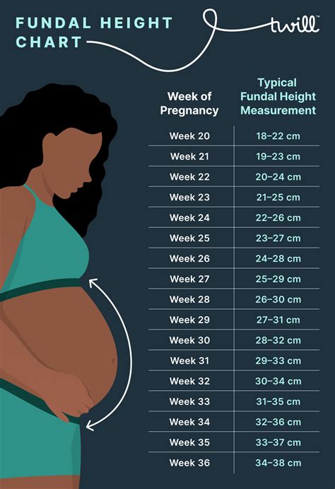 Fundal Height Measurement Chart