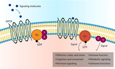 GPCR mechanism