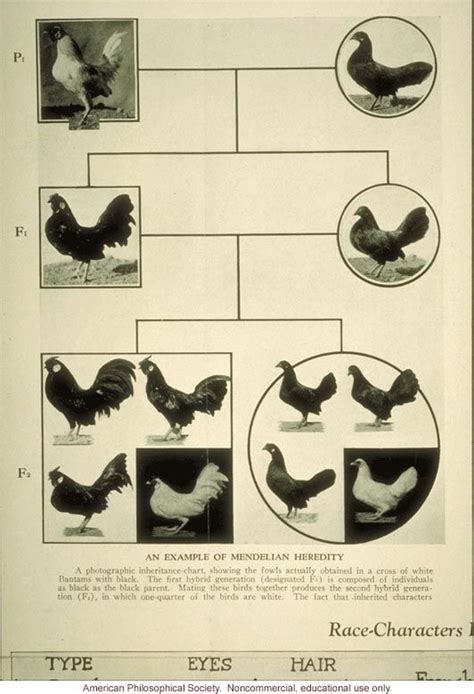 Game Fowl Breeding Chart