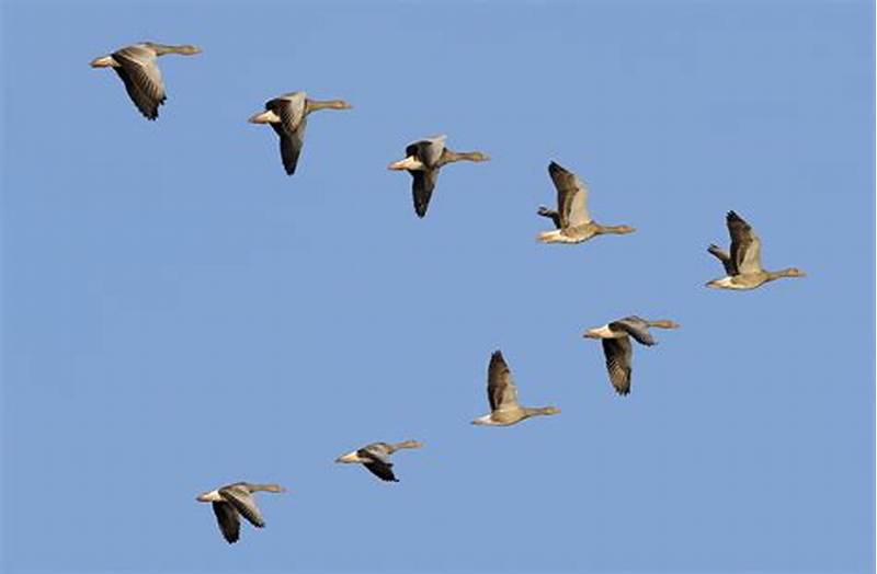 Geese Flying Pattern