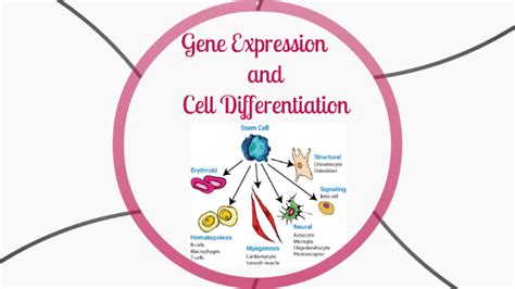 Gene Expression C… 