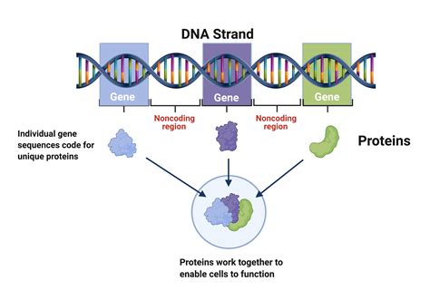 Gene within DNA