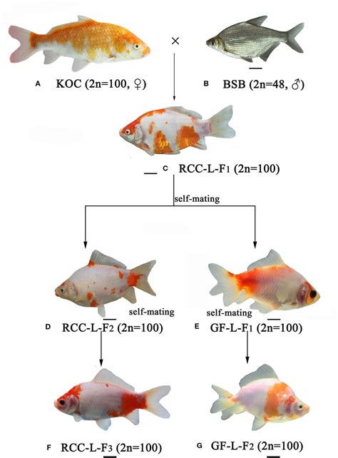 Genetics of Koi Fish