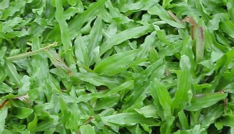 Geragih Rumput Gajah Mini
