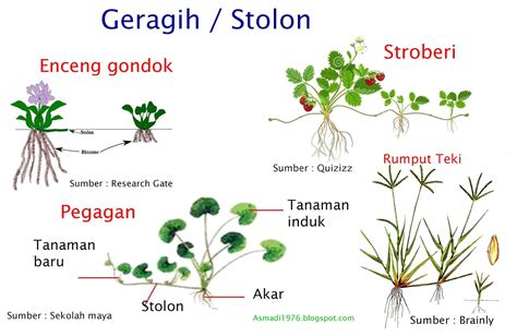 Geragih Semanggi