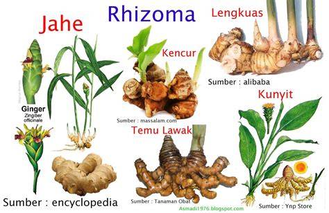 Geragih vs Rhizoma