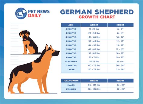 German Shepherd Growth Chart With Pictures