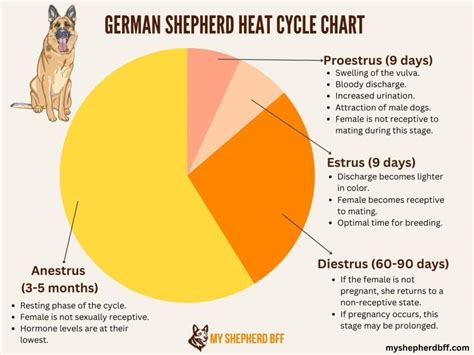 German Shepherd Heat Cycle Chart