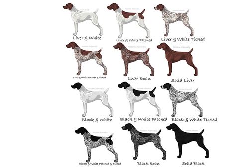 German Shorthaired Pointer Color Chart