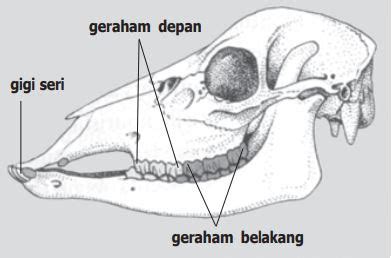 Gigi Sapi Herbivora