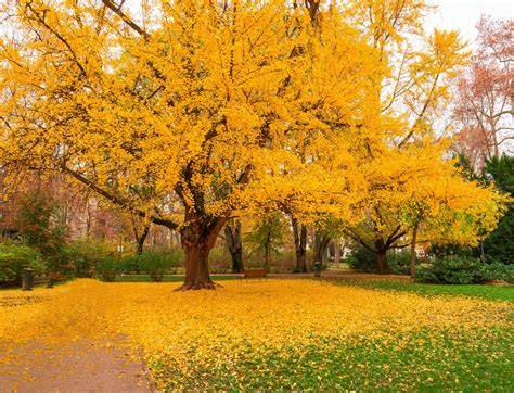 Ginkgo biloba tree
