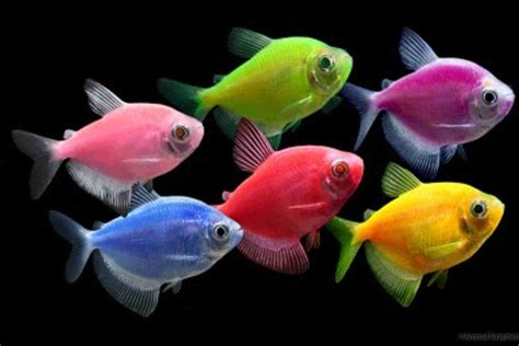 GloFish