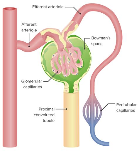 Glomerulus kidney filter