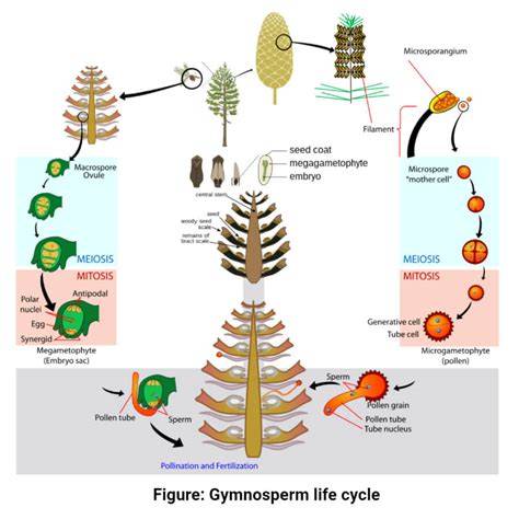 Close up of Gnetophyta cone or structure