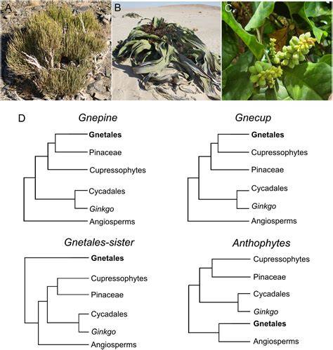 Gnetophyta evolution