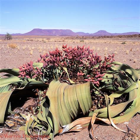 Gnetophyta habitat