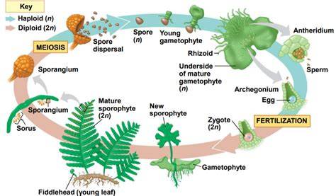 Gnetophyta life cycle