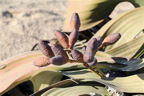 Gnetophyta overview