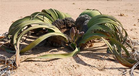Gnetophyta plant