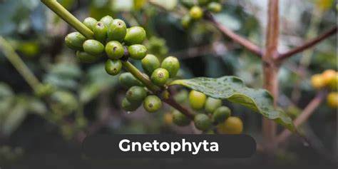 Gnetophyta uses