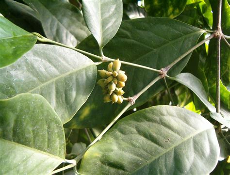 Gnetum gnemon leaves
