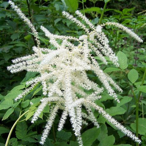 Goat beard