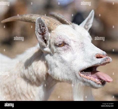 Goat bleating