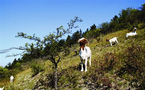 Goat browsing