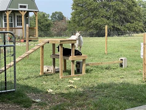 Goat climbing