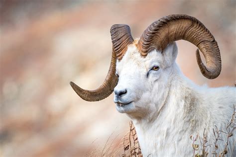 Goat horns