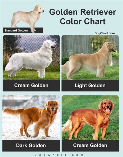 Golden Retriever Colors Chart