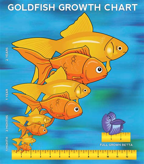 Goldfish Growth Rate Chart