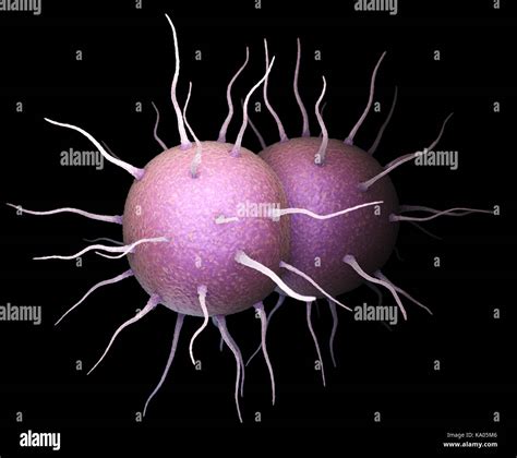 Gonorrhea bacteria