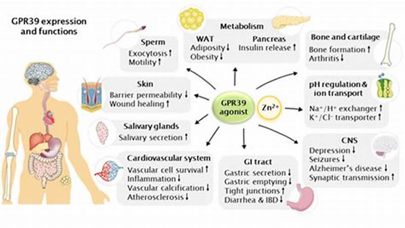 Gpr39 Expression Pattern In Nervous System