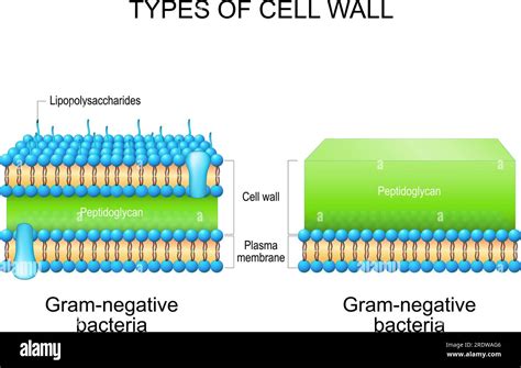 Gram Negative Cell Wall Diagram