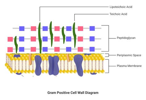 Gram Positive Cell Wall Diagram