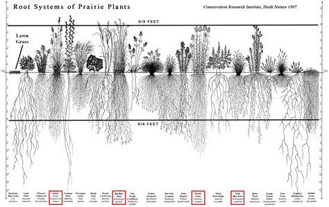 Grass Root Depth Chart