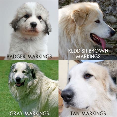 Great Pyrenees Colors Chart