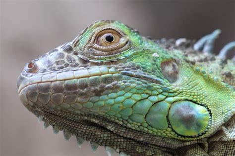 Green Iguana close up
