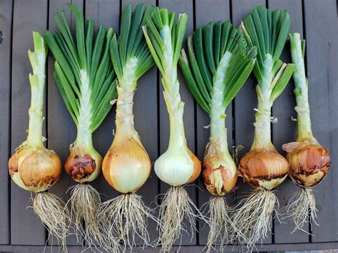 Green Onion Fertilizing tips