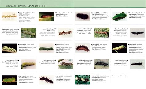 Grey Caterpillar Identification Chart