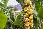 Grow Bananas