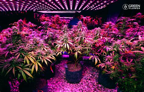 Indoor Marijuana Plant