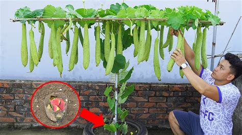 Tips Menanam Oyong di Rumah