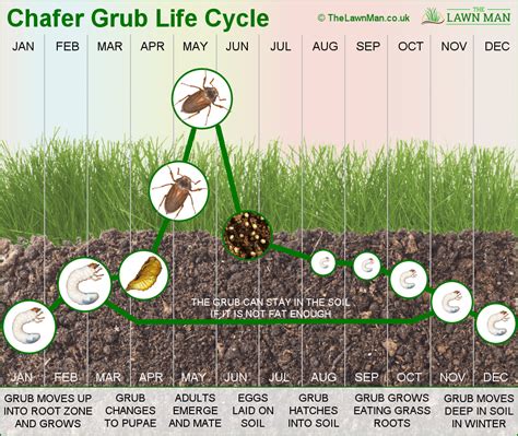 Grub Life Cycle Chart